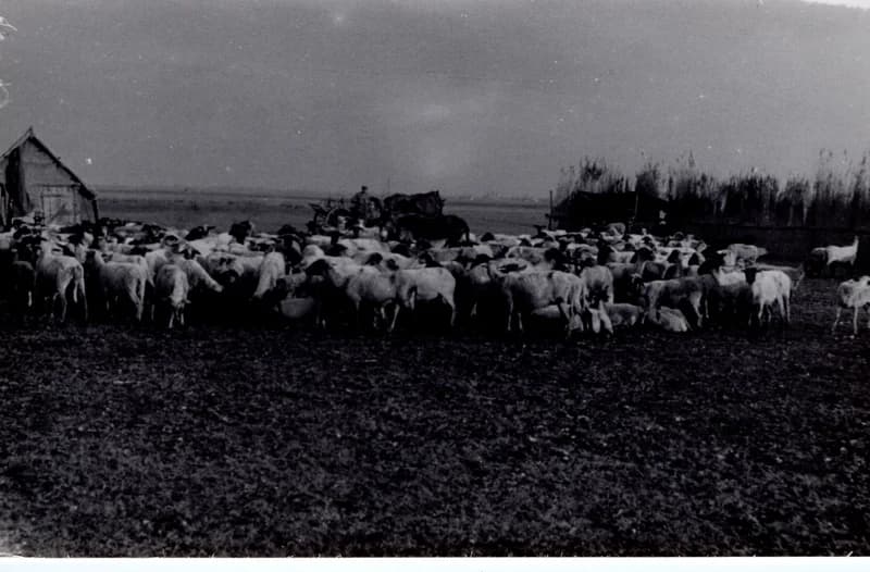 Szárnyék nyájjal és gunyhóval