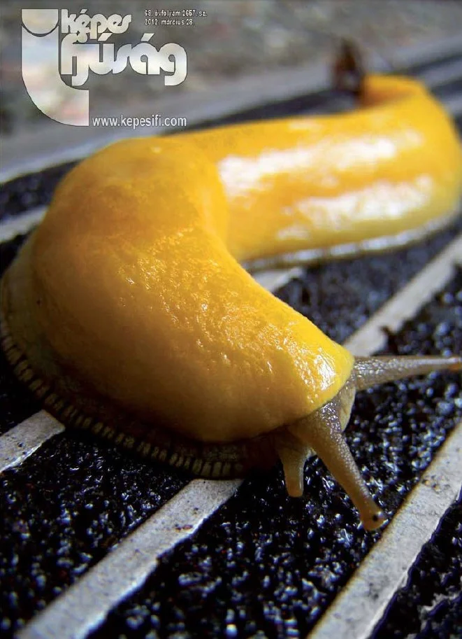 Képes Ifjúság, 68. évf. 2012. március 28. 2657. sz.